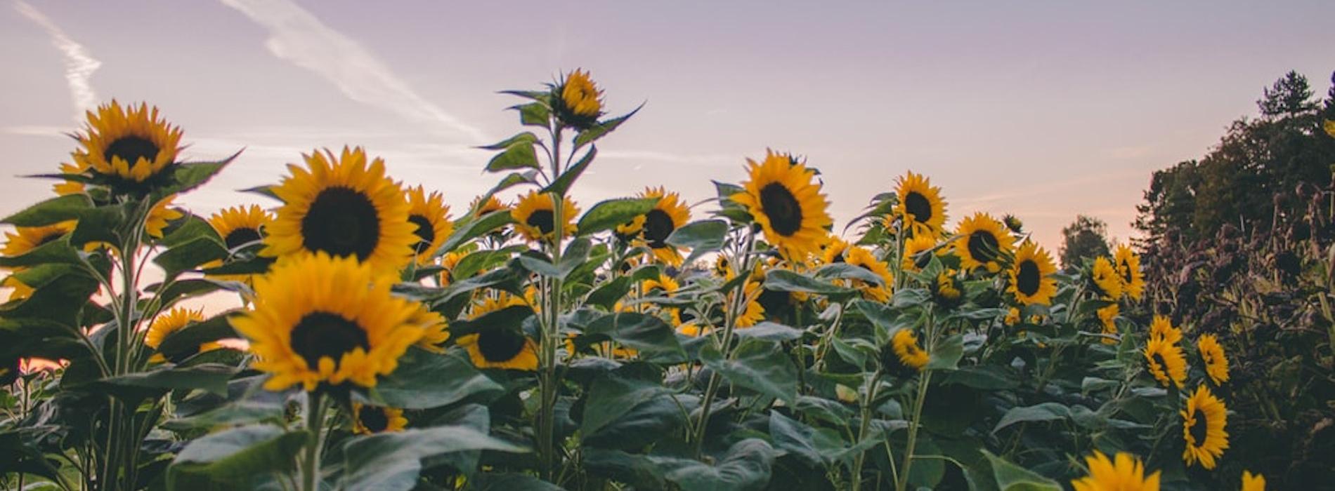 Sunflower field